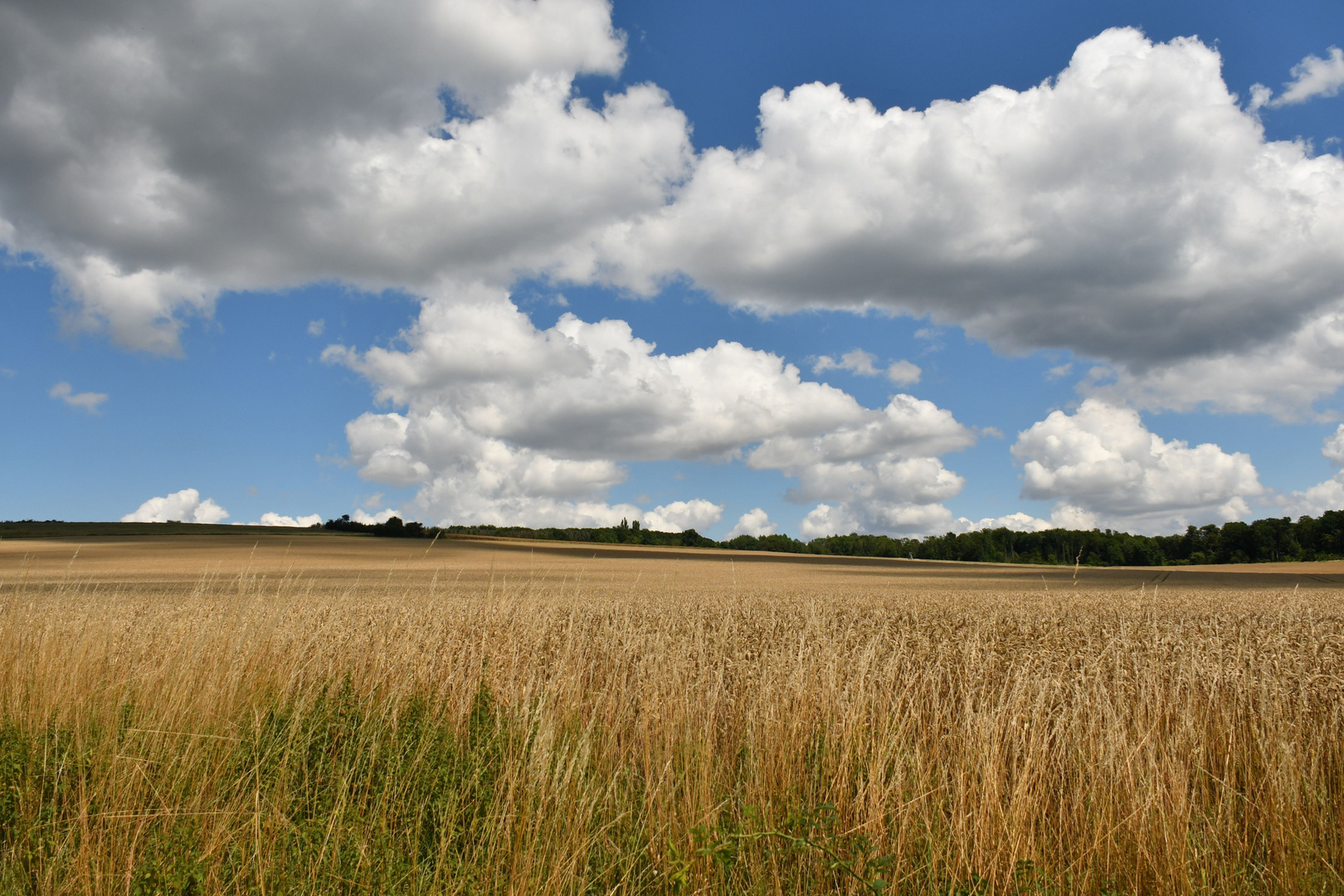 Hochsommer Über´m Getreidefeld