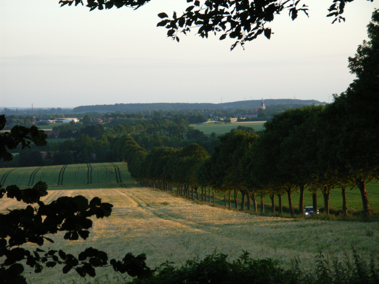 Hochsommerabend an der Baumberger Allee