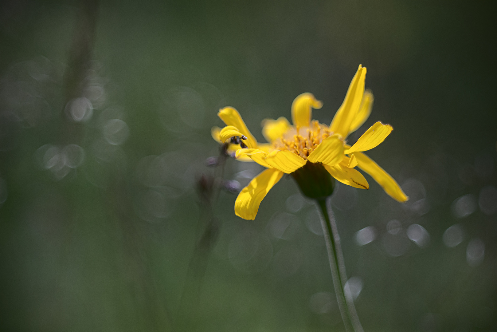 Hochsommergelb II