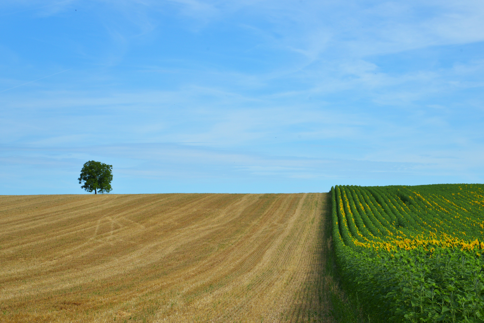 Hochsommer...in der Ukraine sind solche Felder vermint