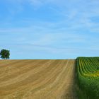 Hochsommer...in der Ukraine sind solche Felder vermint