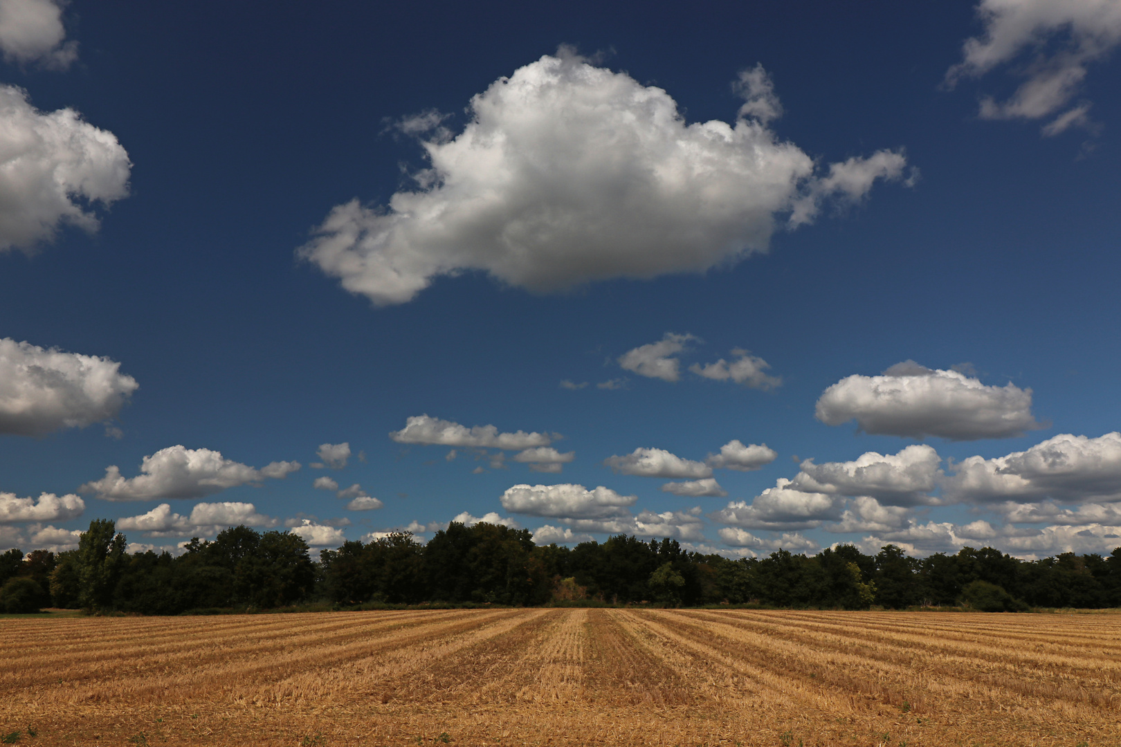 Hochsommerlandschaft