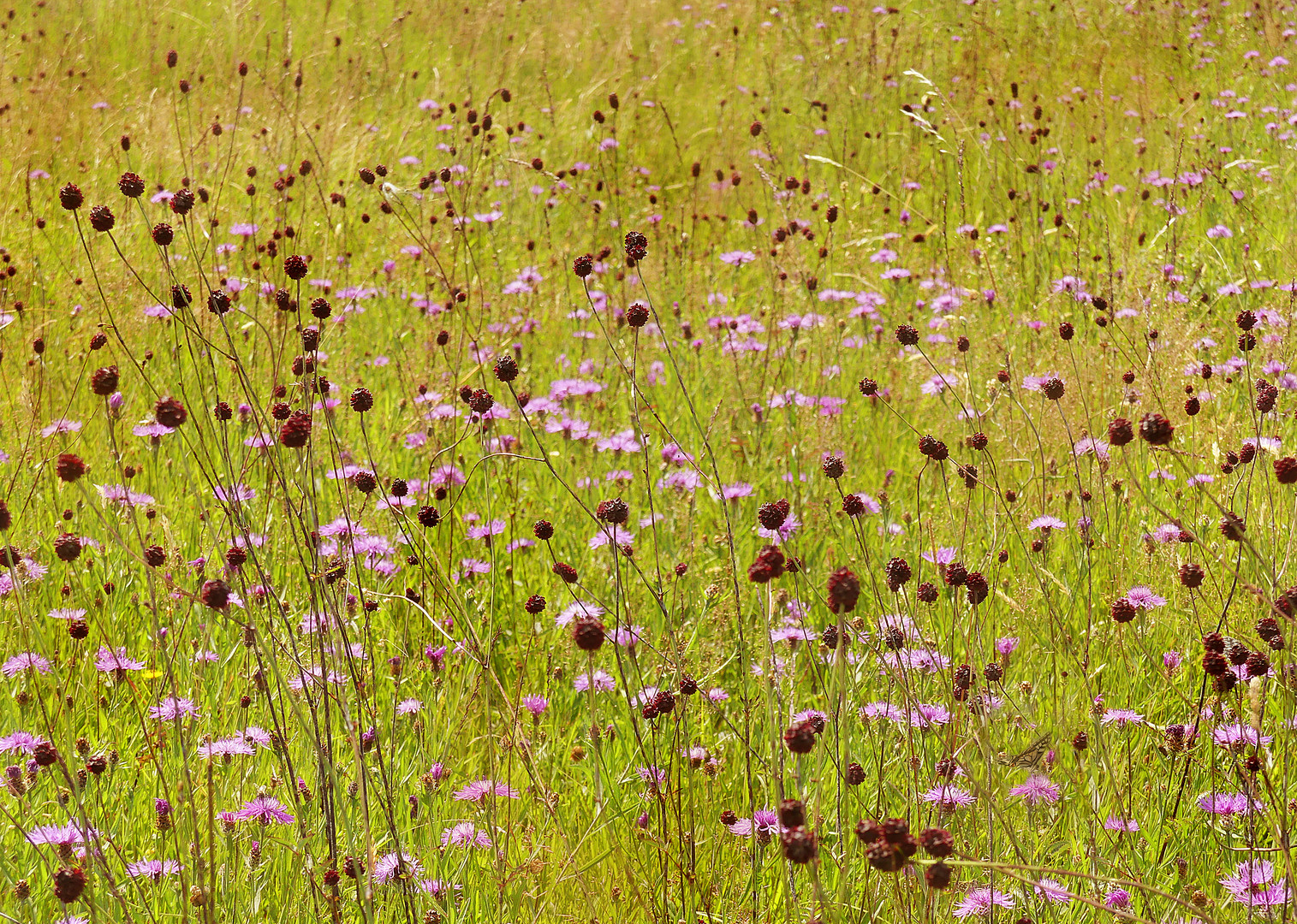 Hochsommerliche Moorwiese