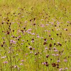 Hochsommerliche Moorwiese