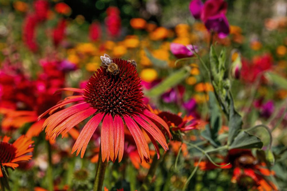 Hochsommerliche Pracht im Blumenbeet