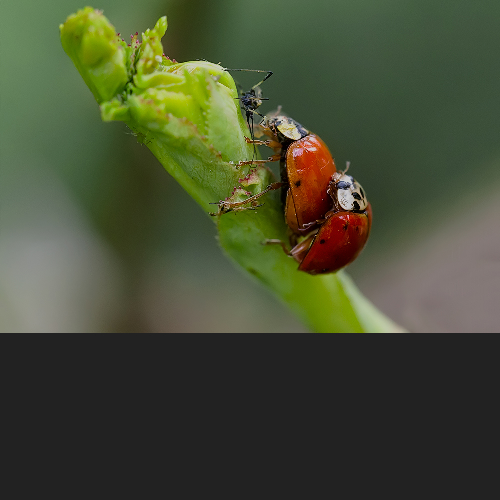 hochsommerlichen