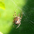 Hochsommerzeit ist Spinnenzeit