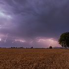 Hochspannung im Getreidefeld