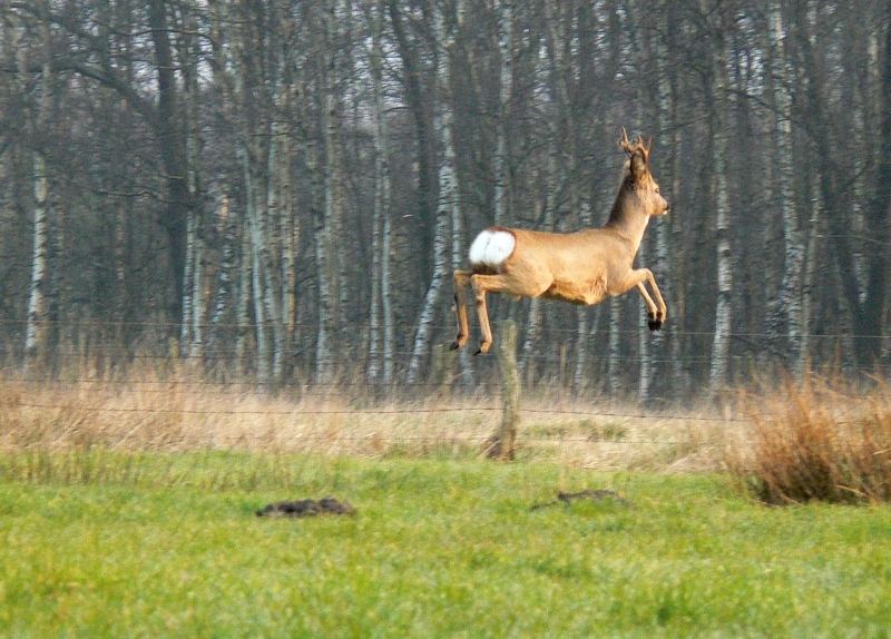 Hochsprung: 1+