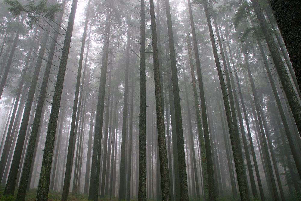 hochstämmig im Nebel....