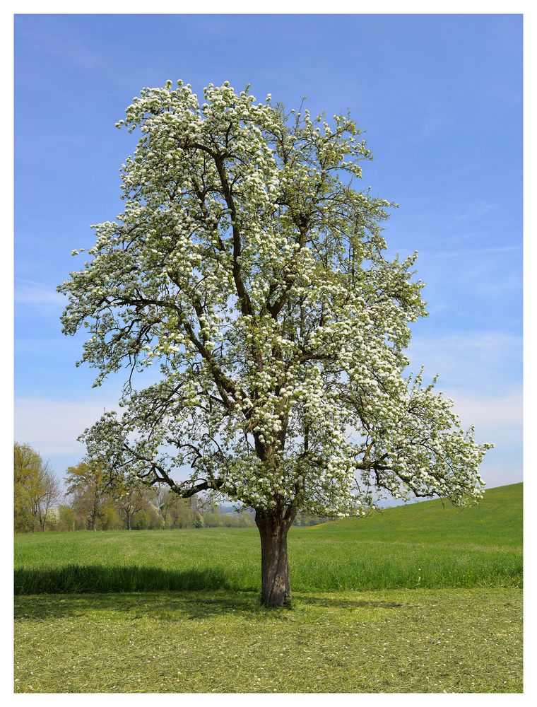 HochstammBirnbaum Foto & Bild pflanzen, pilze & flechten, bäume