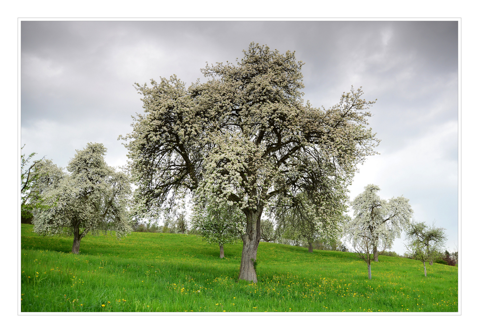 Hochstamm Birnbaum