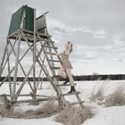 Hochstand im Schnee