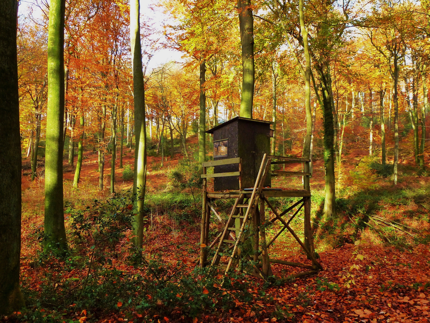 Hochstand im Wald