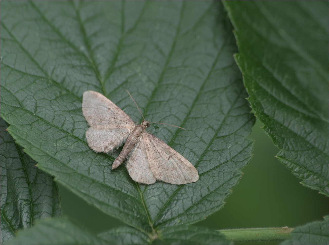 Hochstaudenflur-Blütenspanner (Eupithecia subfuscata)