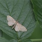 Hochstaudenflur-Blütenspanner (Eupithecia subfuscata)