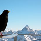 Hochvogel mit Vogel