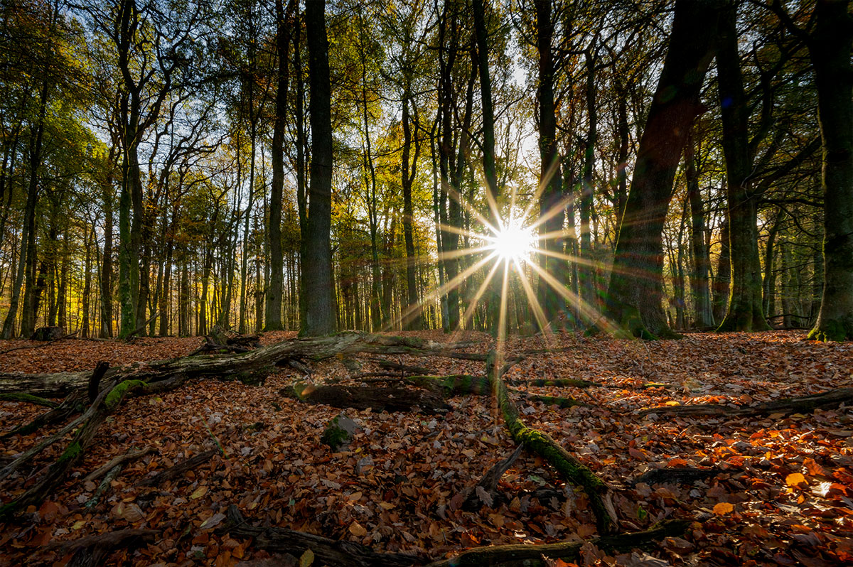 Hochwald 