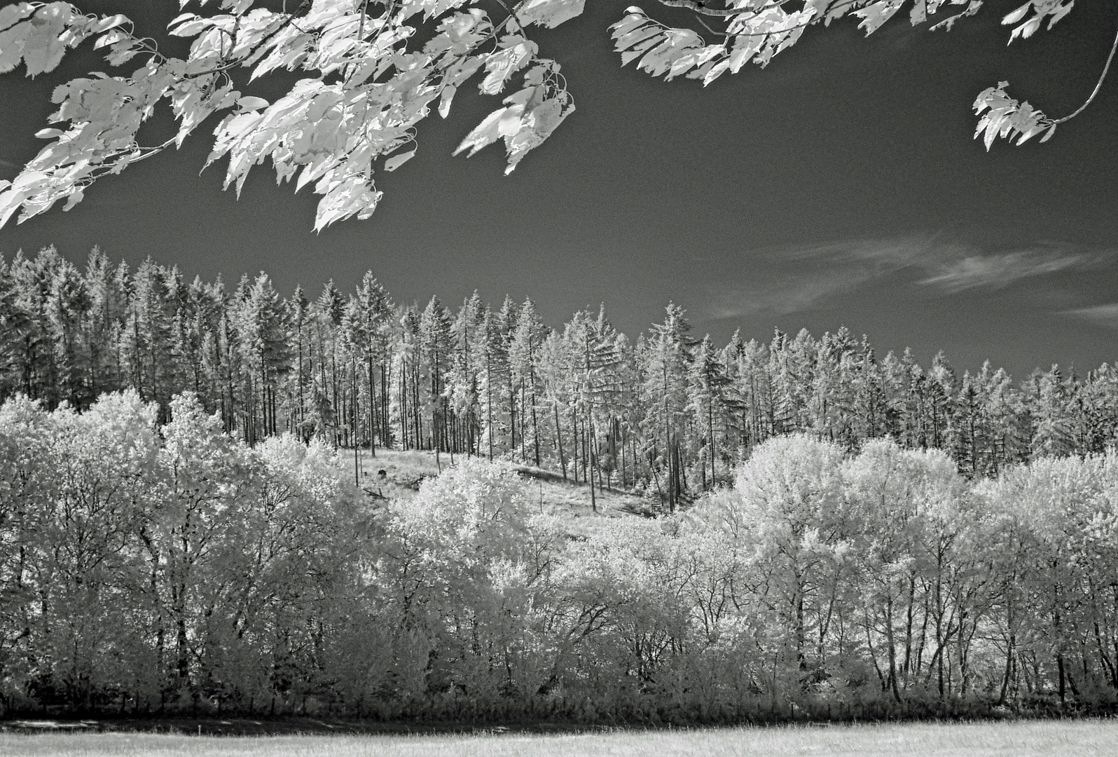 Hochwald