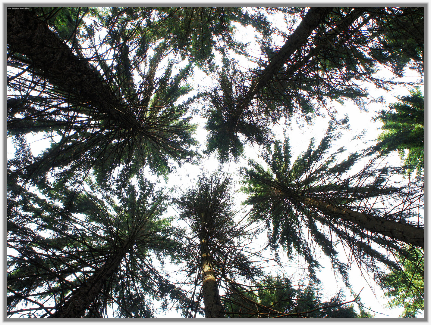 Hochwald Foto & Bild pflanzen, pilze & flechten, bäume, pflanzen