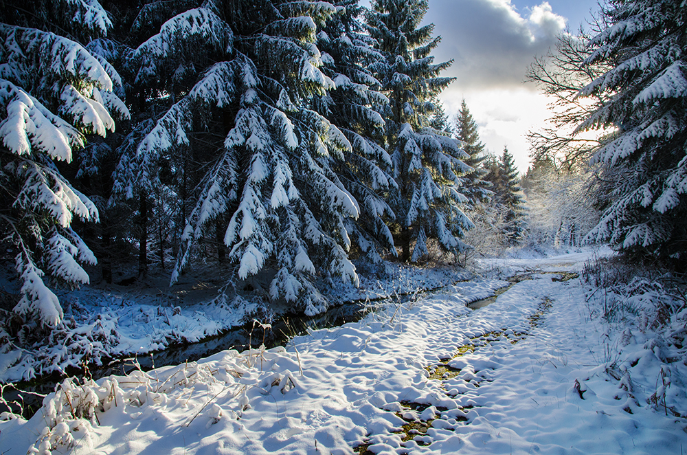 Hochwald