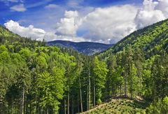 Hochwald am Oswaldiberg, Kärnten