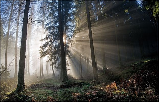 Hochwald im Dezemberlicht