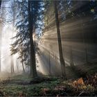 Hochwald im Dezemberlicht