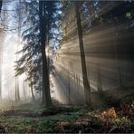 Hochwald im Dezemberlicht