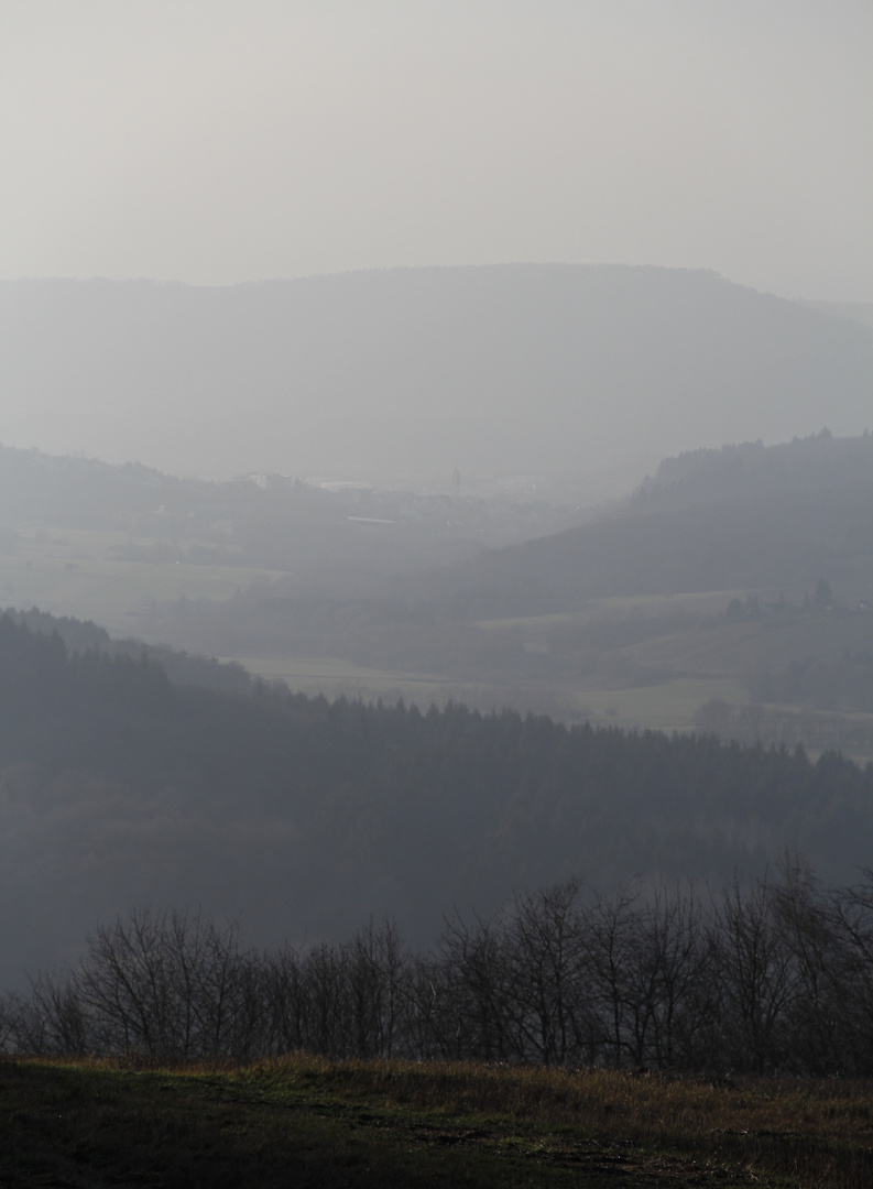 Hochwald im Dunst