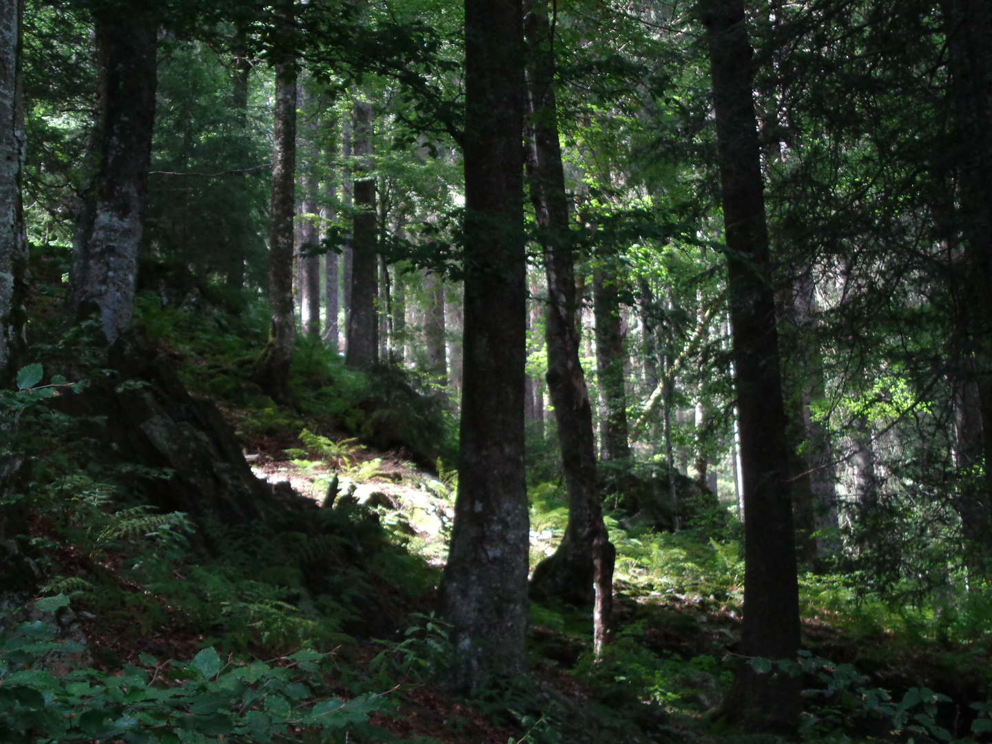 Hochwald im Hochschwarzwald (Seehalde nördlich des Feldbergs)