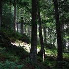 Hochwald im Hochschwarzwald (Seehalde nördlich des Feldbergs)