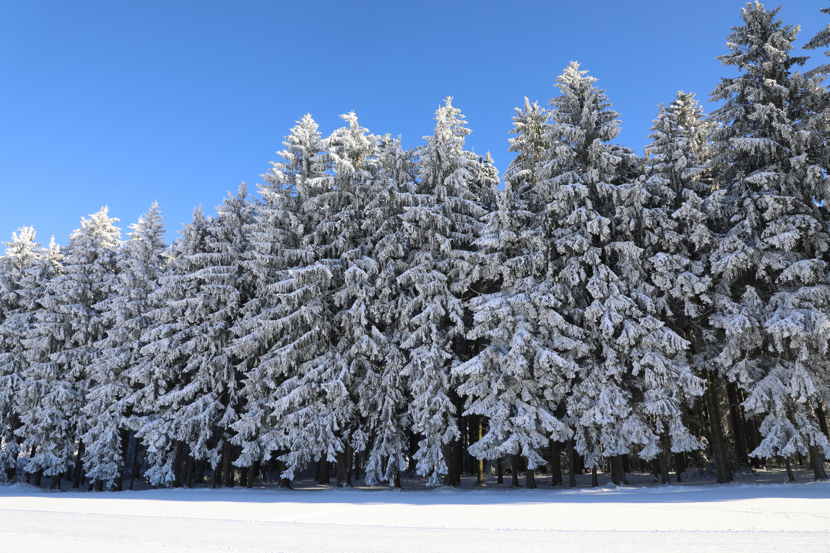 Hochwald im Winter