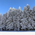 Hochwald im Winter