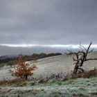 Hochwald Nobember Blues