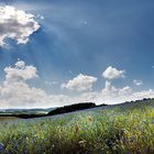 Hochwald Sommer 2014