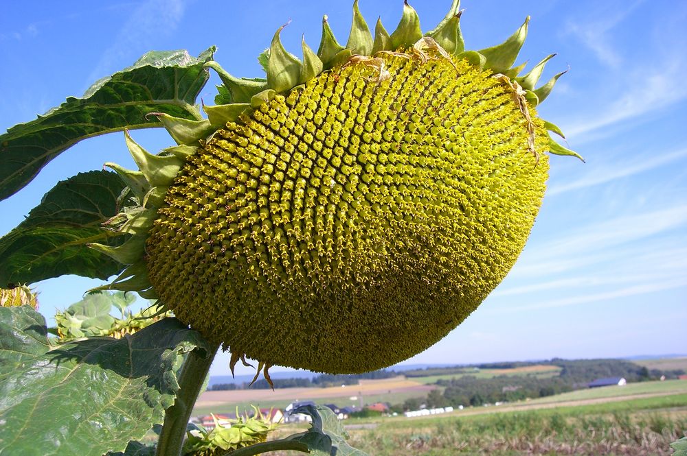 Hochwald Sonnenblume lässt Sonne ins Herz