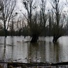 Hochwasser