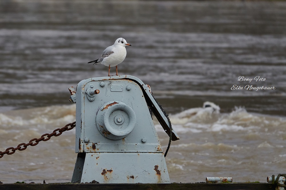 Hochwasser 