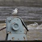 Hochwasser 