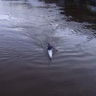 Hochwasser 2010 (5)