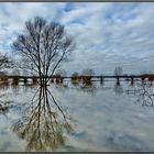 Hochwasser 2011 Alt Rhein in den Urdenbacher Kempen