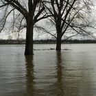 Hochwasser 2012