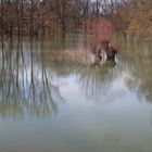 Hochwasser... (3)