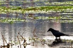 hochwasser