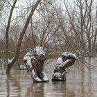 Hochwasser am 09.02.2021 ..120_4429