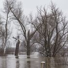 Hochwasser am 09.02.2021 ..120_4433