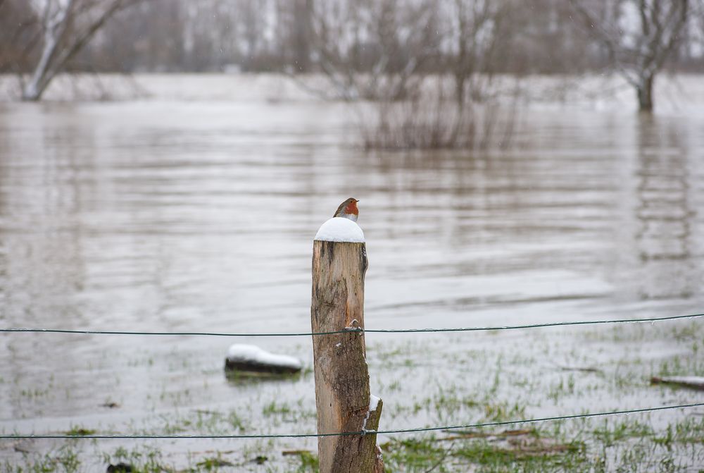 Hochwasser am 09.02.2021 ..120_4454