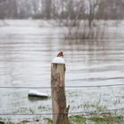 Hochwasser am 09.02.2021 ..120_4454