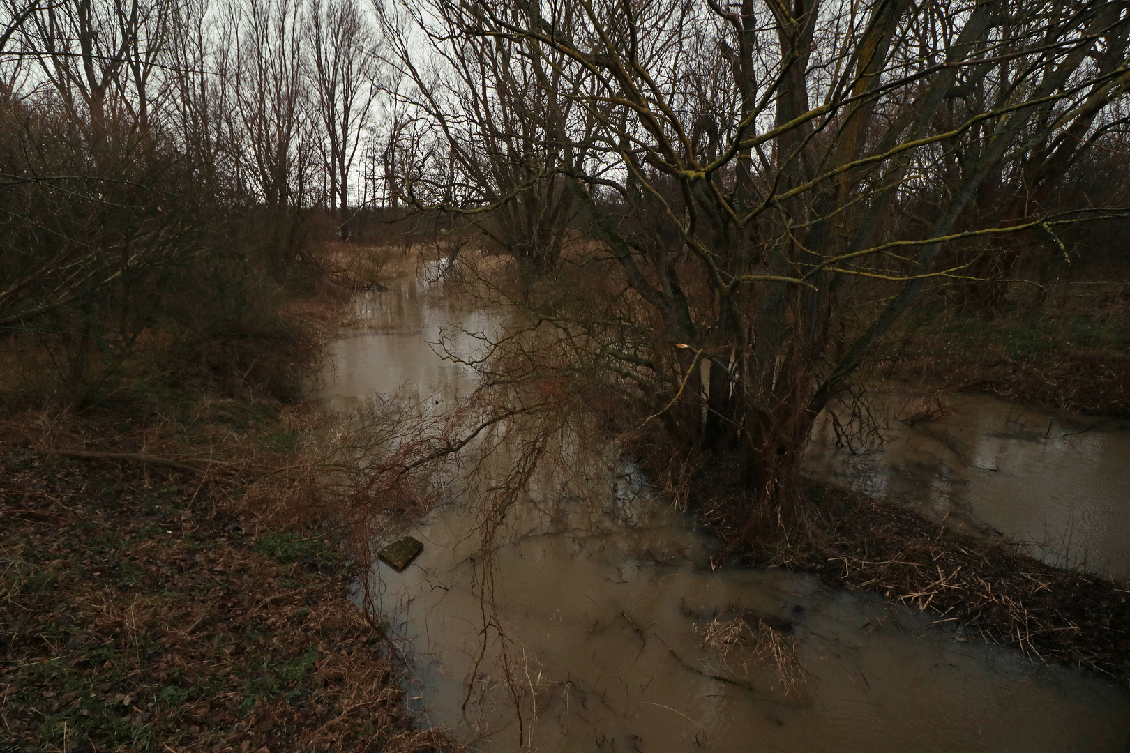 Hochwasser am Altarm